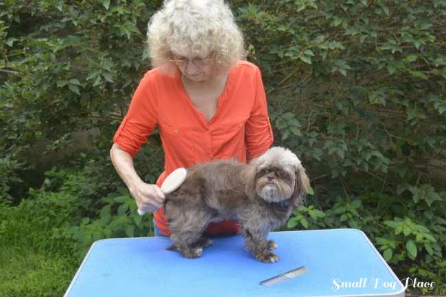 A chocolate Shih Tzu is being brushed outdoors.