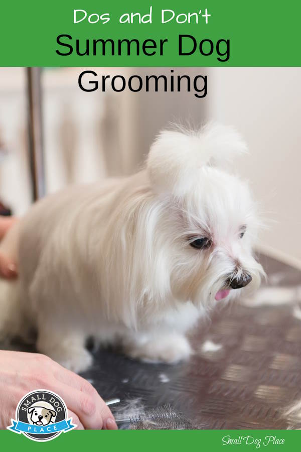 Pin Image of Summer Dog Grooming Tips for Owners