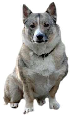 Swedish Vallhund Swedish Vallhund