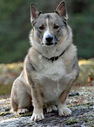 Swedish Vallhund