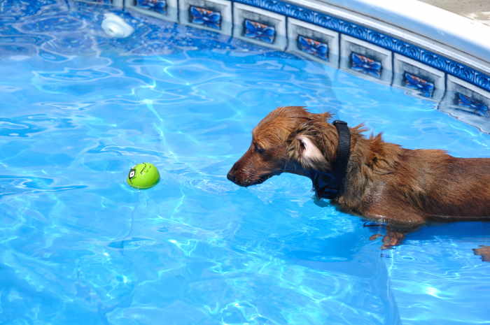 A dachshund is in a swimming pool, ready to retrieve a tennis ball.