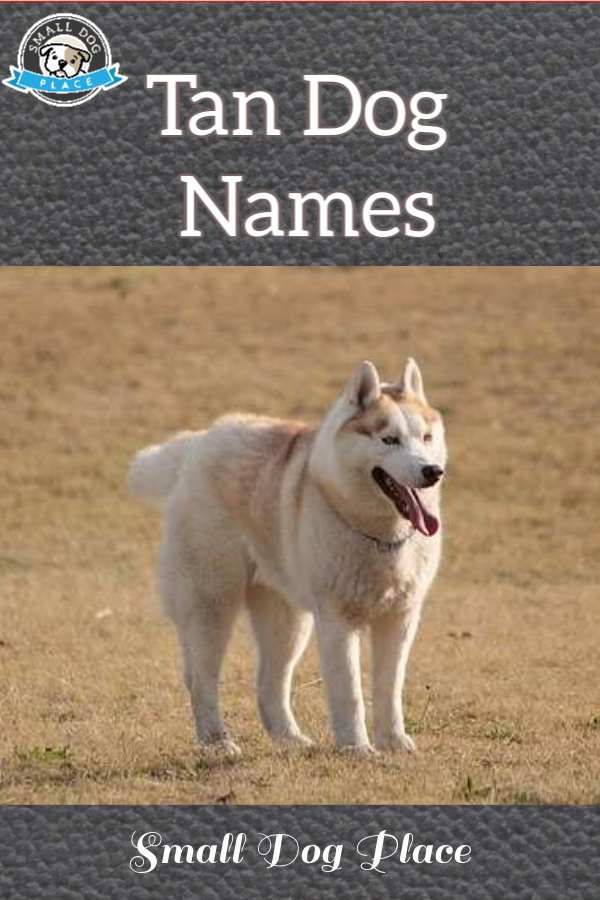 Ultimate List of Tan Dog Names for that Cream or Beige Dog