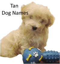 Tan Dog Names