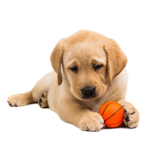 A young tan puppy is sitting and holding a small ball