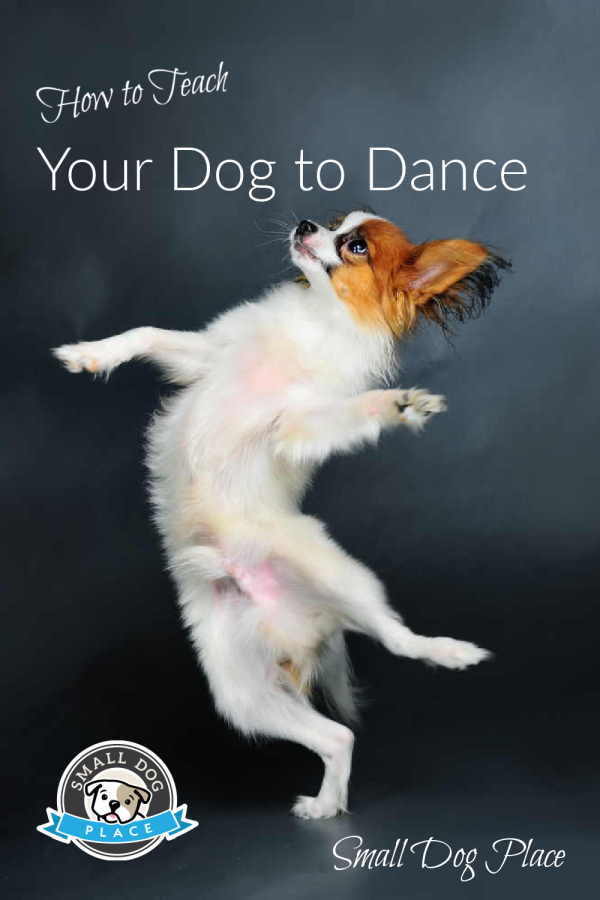 A small dog looks like he's dancing