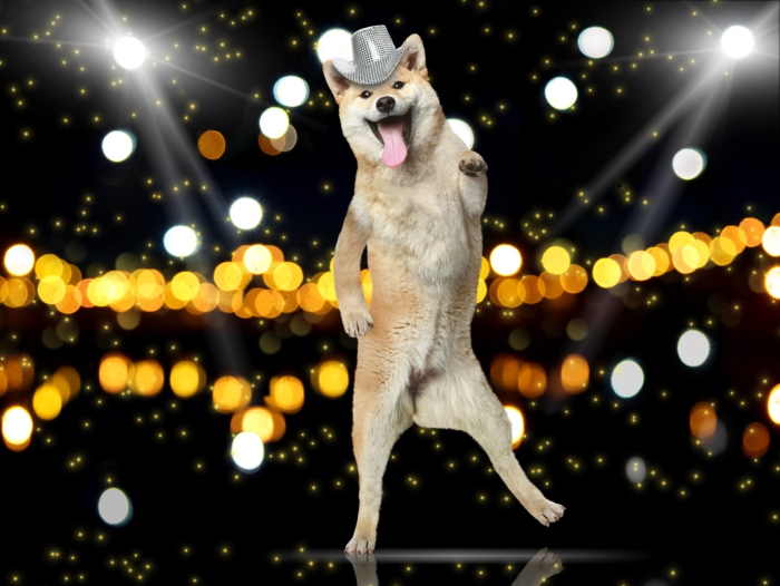 Teach your dog to dance Teach your dog to dance