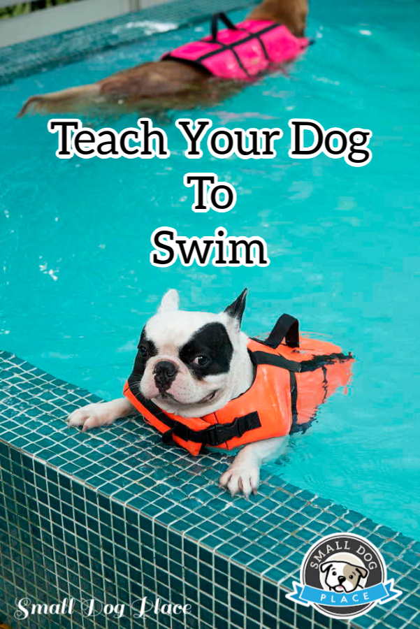 A french bulldog is swimming in a pool.