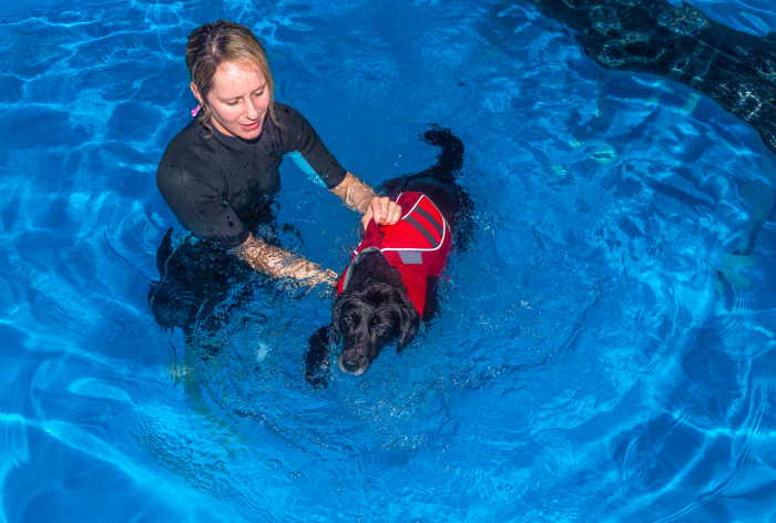 A black dog is learning to swim in a pool