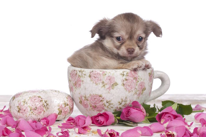 a small Chihuahua is sitting in a teacup a small Chihuahua is sitting in a teacup