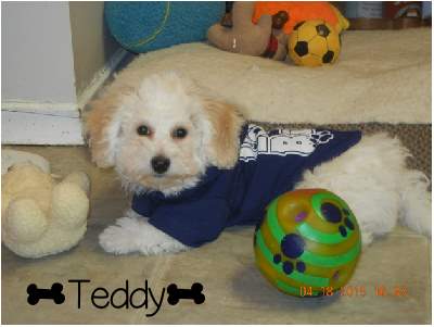 Performatrin Ultra, Chicken and brown Rice Puppy Food Review.  This is Teddy, a Bichon Frise from Ontario Canada