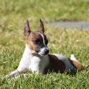 Tenterfield Terrier