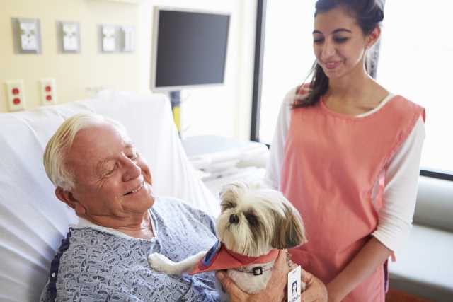 An older man is lying on a hospital bed being visited by a young Shih Tzu therapy dog.