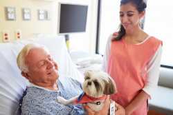 A Therapy dog is visiting a man in the hospital with a link to the article.