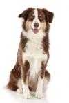 Australian Shepherd, Red Merle