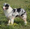 Blue Merle Australian Shepherd