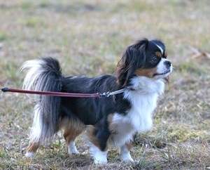 Tibetan Spaniel taking a walk on a leash.