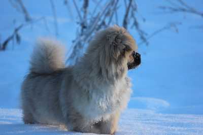 A Tibetan Spaniel in the snow.