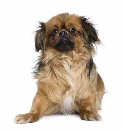 A Tibetan Spaniel is standing in front of a white background.