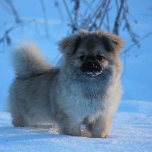 Tibetan Spaniel