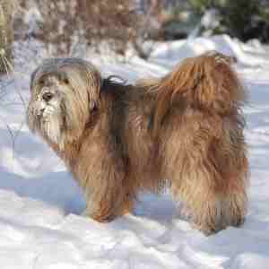 Tibetan Terrier
