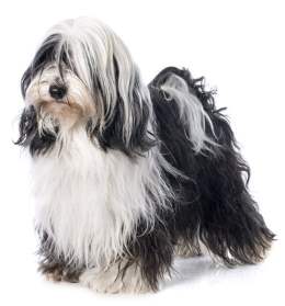 A black and white adult Tibetan Terrier is standing in front of a white background.