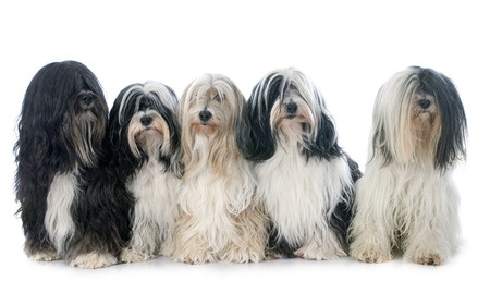 A group of adult Tibetan Terriers of different colors is sitting in front of a white background, looking at the camera.