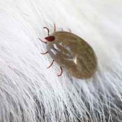 Dog Ticks:  Should you be Concerned?  Link