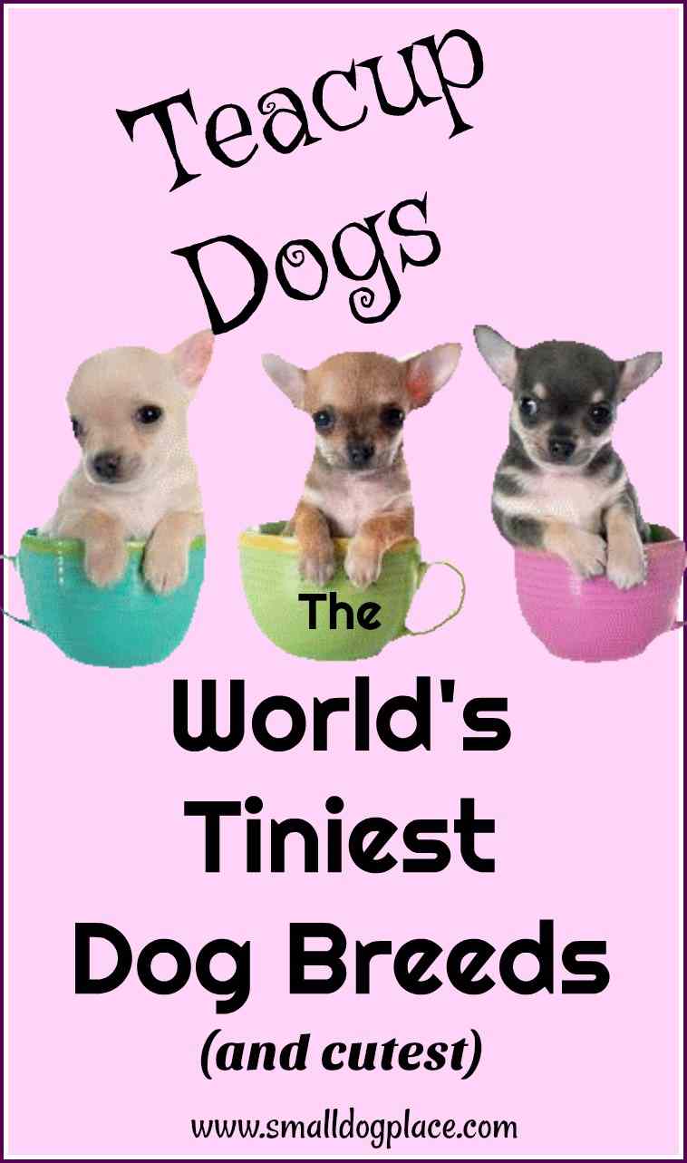 the smallest dog in the world name