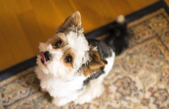 A tiny dog, Biewer Terrier sitting on a rug, looking up