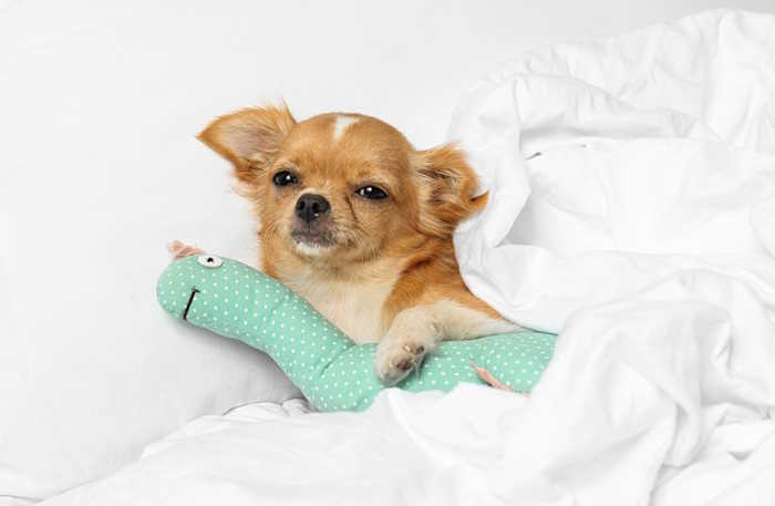 A tiny chihuahua is laying in bed covered by white blankets