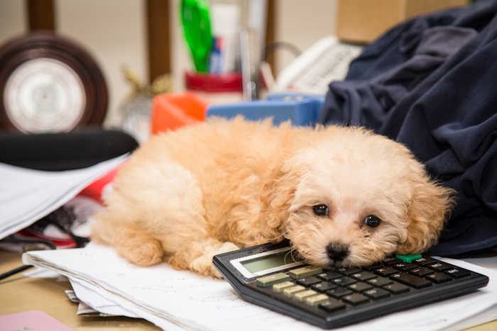 A tiny dog, Poodle is laying on a desk covered with a calculator