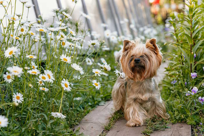 A small male dog, Yorkshire Terrier is sitting in a field of daisies