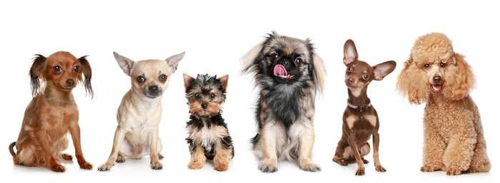 Group of small dogs in front of white background