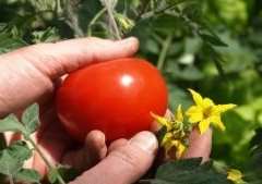 Tomato Plant