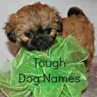 Tough Dog Names
