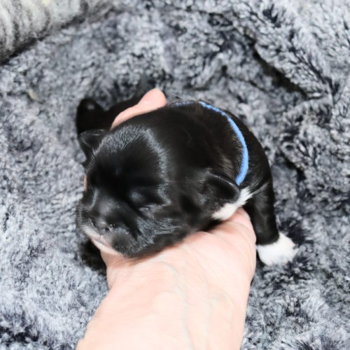 A tiny black newborn puppy is being held in one hand