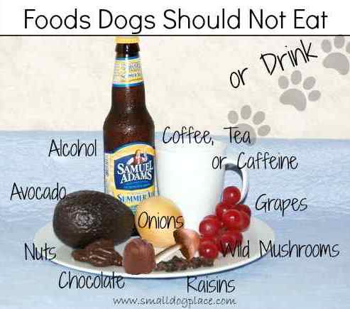 Foods that Dogs Should Not Eat