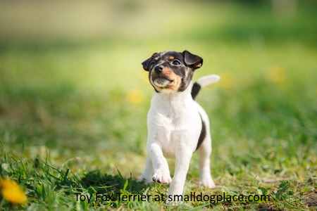 Short-haired Small Dogs Breeds For Those That Hate to Groom