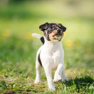 Toy Fox Terrier Link