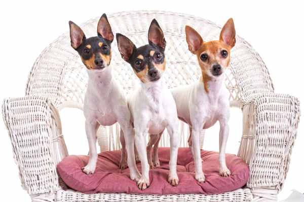 Three Toy Fox Terriers