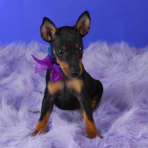 Toy Manchester Terrier