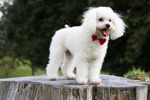 Toy Poodles have been known to live as long as 20 years if cared for properly.  Their normal lifespan is about 15 years.