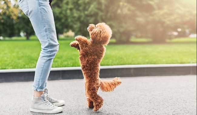 A red poodle is standing on his hind legs in front of his owner.