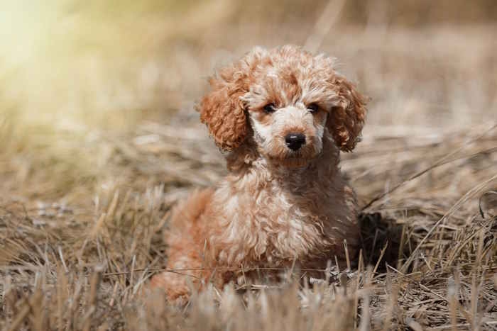A red toy poodle puppy is sitting in a forested area