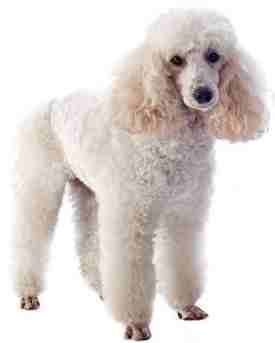 Toy Poodle