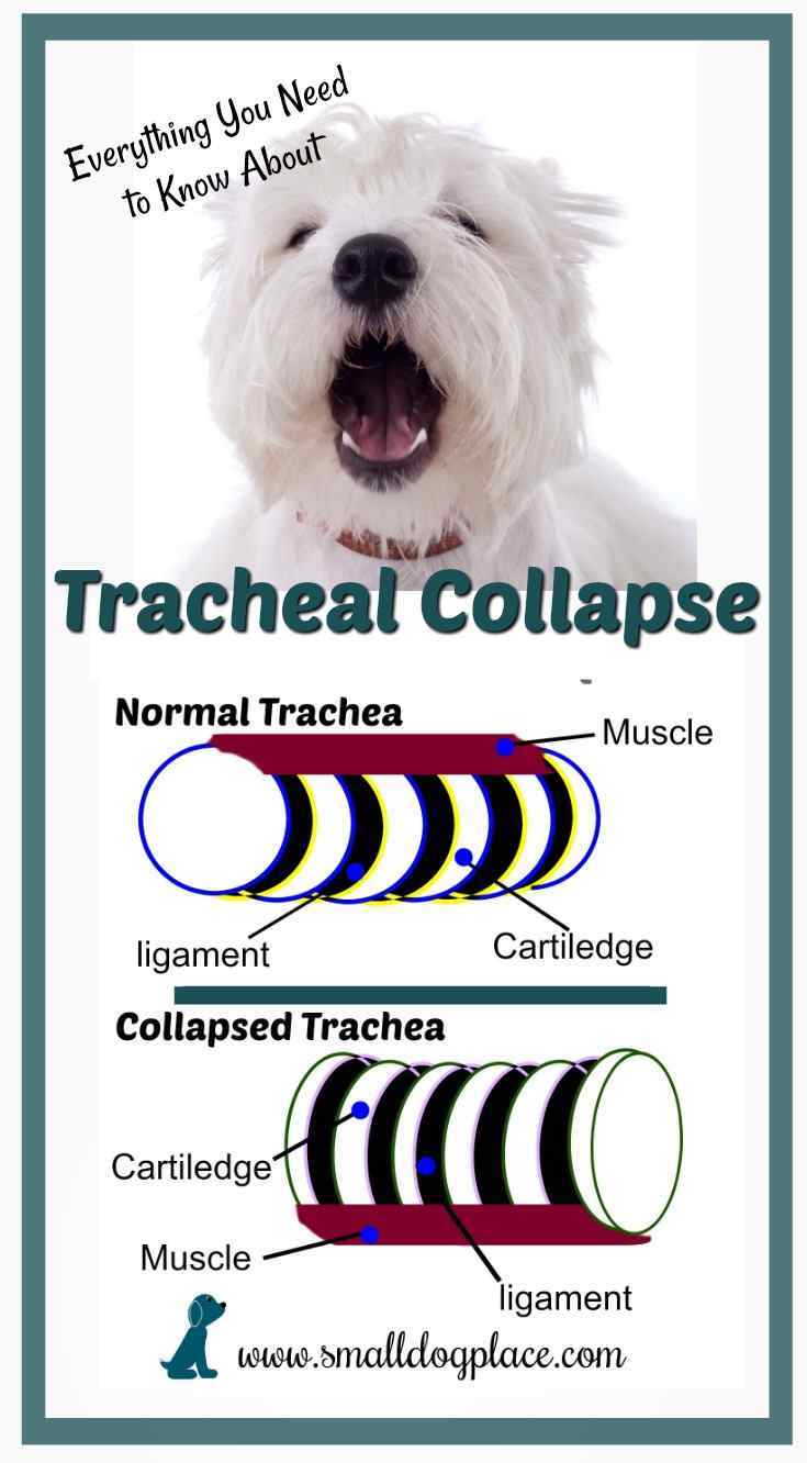 Small Dogs are Prone to Tracheal Collapse