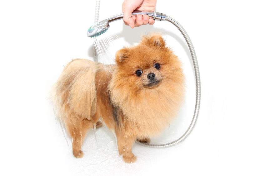 A pomeranian puppy is getting a bath