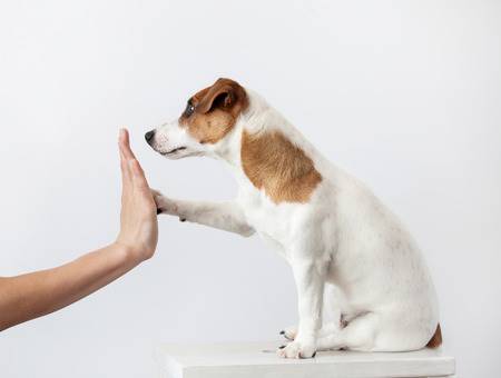 Training Your Small Dog