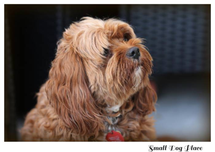 A small mixed breed dog is wary of being picked up by his owner.