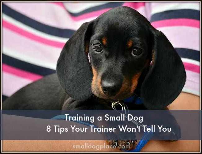 Training a Small Dog:  8 Tips Your Trainer Won't Tell You